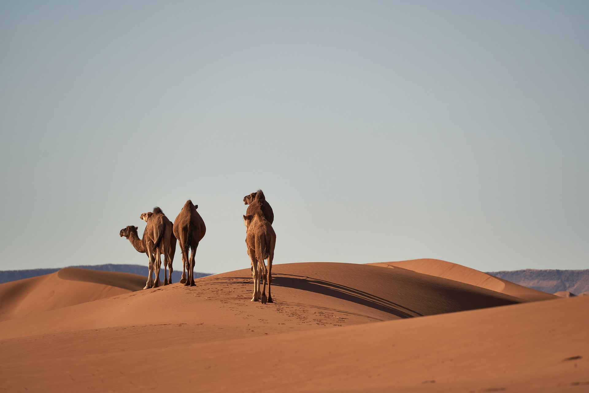 camels g8399d2f97 1920